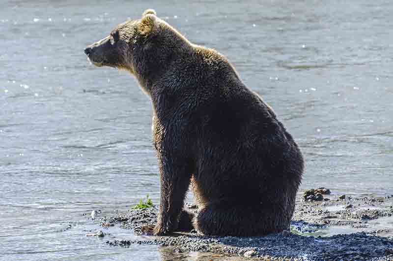 Oso Pardo - Kamchatka - Rusia 38.jpg
